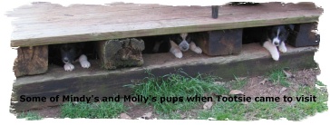 Molly's and Mindy's pups hiding
